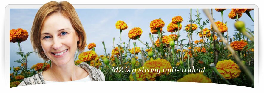 MZ is a strong anti-oxidant