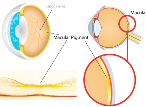 History of Macular Pigment & MZ
